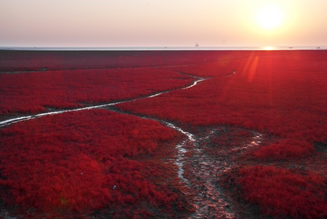 Pemandangan Memukau di Red Beach, China (Foto: Shutter Stock)