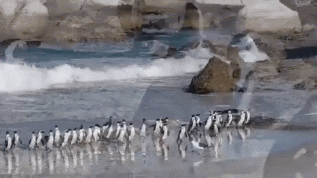 Koloni Penguin di Boulder Beach, Afrika Selatan (Foto: Youtube/@Paul Brown)