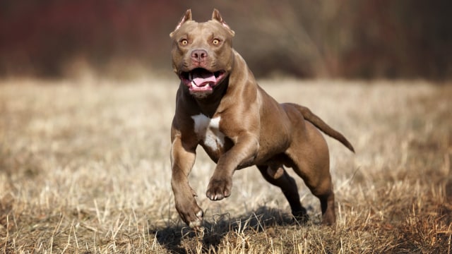 Anjing Pitbull. Foto: Shutter Stock