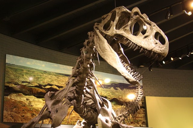 Ilustrasi fosil Allosaurus di Raymond M. Alf Museum of Paleontology, California, AS. (Foto: Scottnichols via Wikimedia Commons)