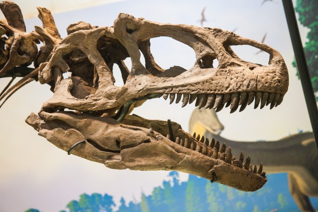 Ilustrasi fosil Allosaurus. (Foto: Frank Kovalchek via Wikimedia Commons)