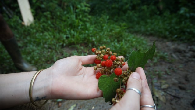 Strawberry di hutan Batang Toru (Foto: Nur Khafifah/kumparan)