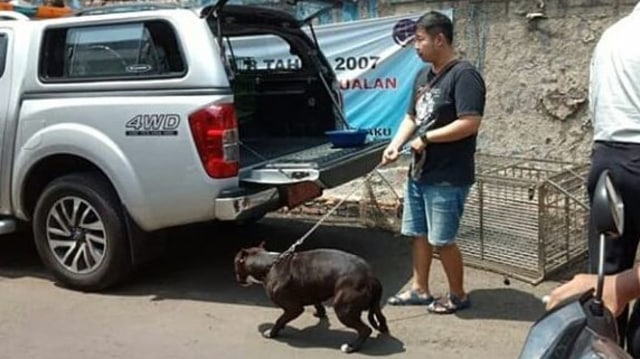 5 Fakta Satpam yang Diserang oleh Anjing Pitbull di Sawah Besar (2)