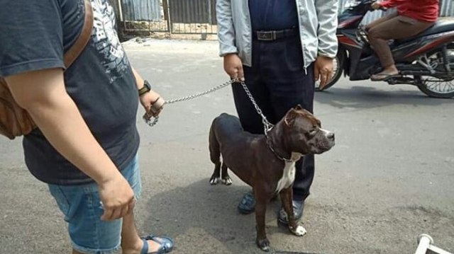 5 Fakta Satpam yang Diserang oleh Anjing Pitbull di Sawah Besar (3)