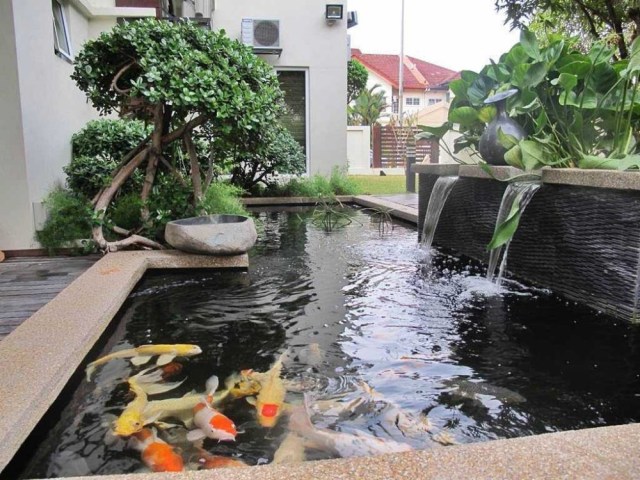 7 Inspirasi Kolam Ikan Depan Rumah Nggak Perlu Lahan Besar