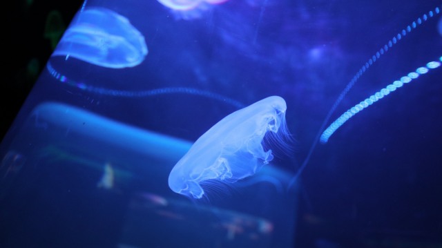 Ubur-ubur jenis moon jellyfish. (Foto: Helinsa Rasputri/kumparan )