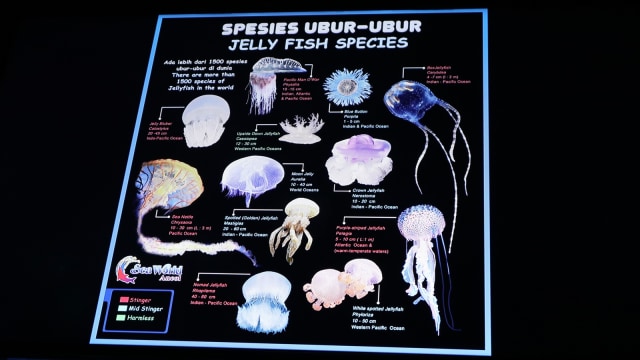 Penjelasan tentang Ubur-ubur di Jellyfish Sphere, SeaWorld Ancol (Foto: Helinsa Rasputri/kumparan)