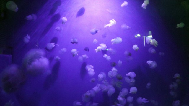 Ubur-ubur jenis blubber di Jellyfish Sphere, SeaWorld Ancol (Foto: Helinsa Rasputri/kumparan)