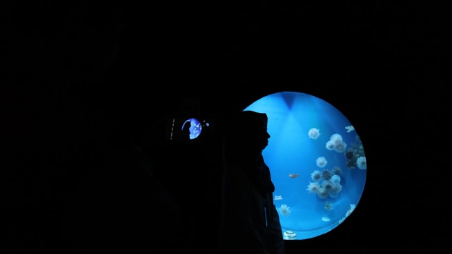 Pengunjung berselfie di Jellyfish Sphere, SeaWorld Ancol (Foto: Helinsa Rasputri/kumparan)