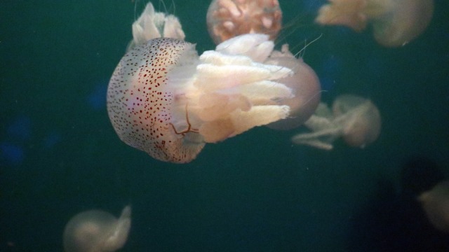 Ubur-ubur spotted di Jellyfish Sphere, SeaWorld Ancol (Foto: Helinsa Rasputri/kumparan)