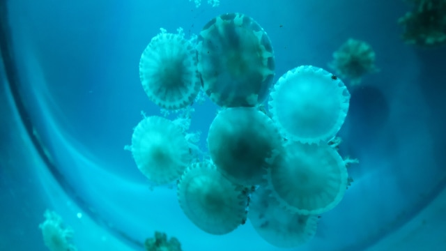 Ubur-ubur di Jellyfish Sphere, SeaWorld Ancol (Foto: Helinsa Rasputri/kumparan)