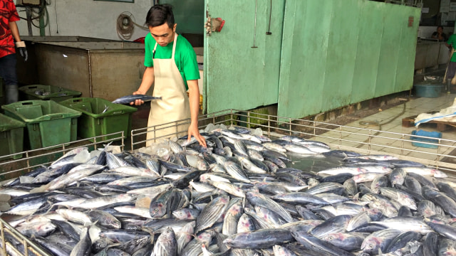 Pabrik ikan PT Delta di Bitung yang dikabarkan tutup. (Foto: Raga Imam/kumparan)