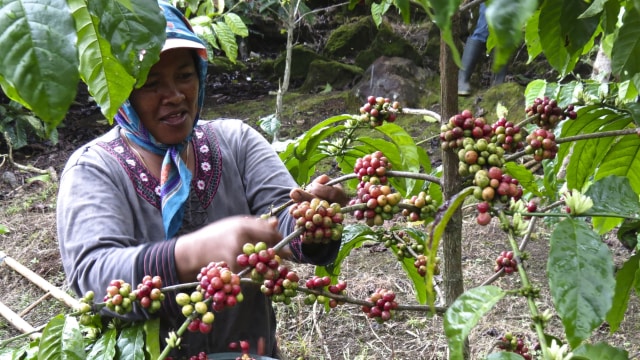 Memanen kopi di Agrowisata Kaliklatak Banyuwangi  (Foto: Flickr/A mitchell)