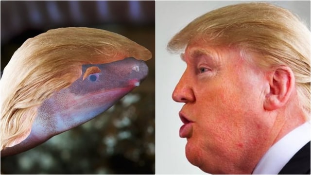 Dermophis donaldtrumpi, spesies amfibi tak berkaki yang namanya terinspirasi dari Presiden AS Donald Trump. (Foto: Instagram/@envirobuild)
