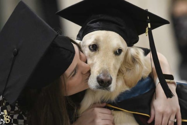 Wisuda Bareng Pemiliknya, Seekor Anjing Raih Gelar Sarjana Kehormatan