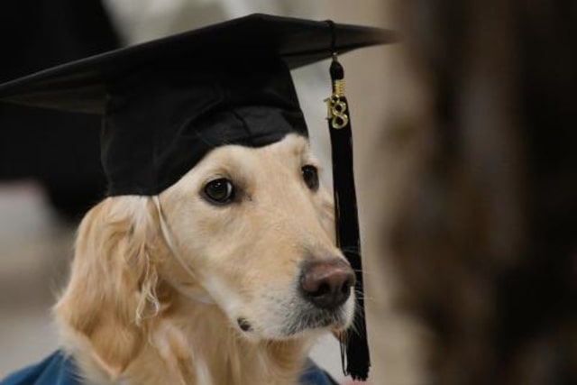 Anjing pelayan sabet gelar dari universitas di AS. (Foto: Dok. Clarkson University)