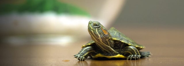 84 Koleksi Gambar Hewan Peliharaan Dan Makanan Nya Terbaik