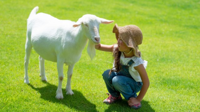 Tips mengasuh anak dengan zodiak Capricorn Foto: Shutterstock