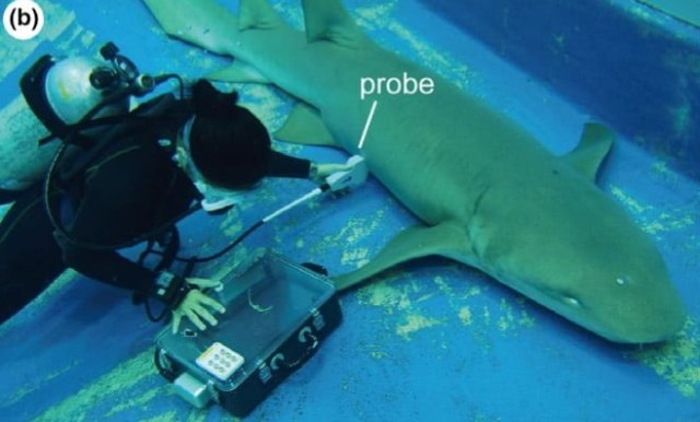 Pemeriksaan pada hiu yang sedang hamil. (Foto: Taketeru Tomita et. al via Ethology)