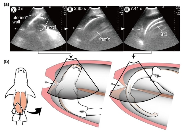 Posisi bayi hiu di dalam rahim. (Foto: Taketeru Tomita et. al via Ethology)