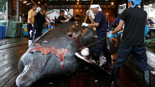 Perburuan paus di Jepang (Foto: Reuters/Toru Hanai)