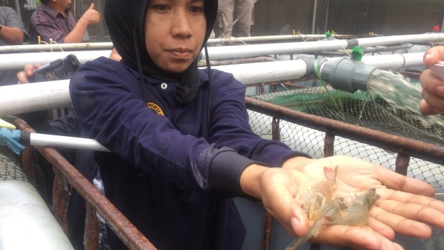 Mau Salip China, RI Targetkan Produksi Udang Vaname 16 Juta Ton Per Tahun (233895)