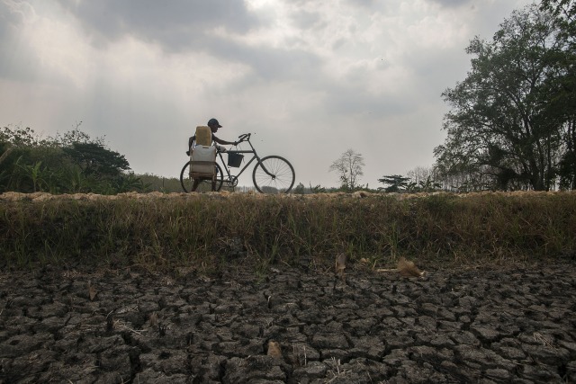 Seorang bapak menuntun sepedanya di pinggir sawah yang kering di Lamongan, Jawa Timur. Sebagian sawah Indonesia yang masih mengandalkan tadah hujan berpotensi mengalami kekeringan setiap musim kemarau. (Foto: Juni Kriswanto/AFP)