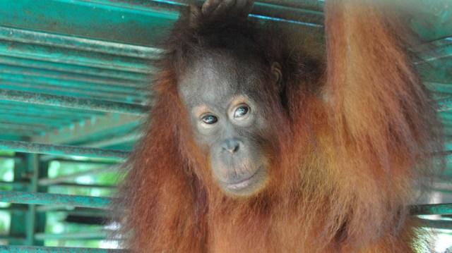 Orangutan bernama Kika kembali ke alam liar di Kalimantan pada 19 Desember 2018. (Foto: Indrayana/BOSF 2018)