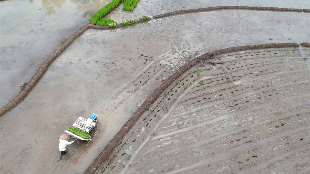 Petani menanam benih padi dengan mesin penanam (transplanter) di lahan persawahan. Foto: ANTARA FOTO/Aditya Pradana Putra