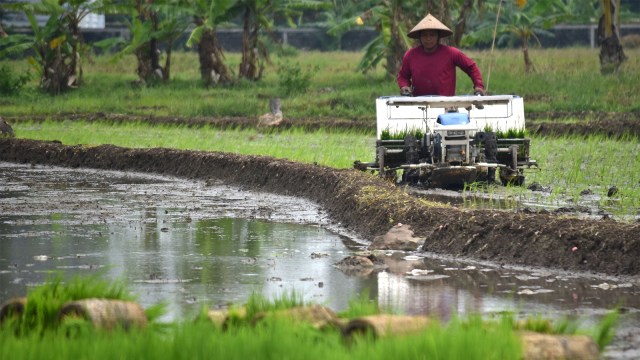 Petani menanam benih padi dengan mesin penanam. (Foto: ANTARA FOTO/Aditya Pradana Putra)