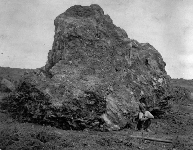 Batu karang yang terbawa saat letusan Karakatau pada tahun 1883. (Foto: Wikipedia/Koleksi Museum Tropen)
