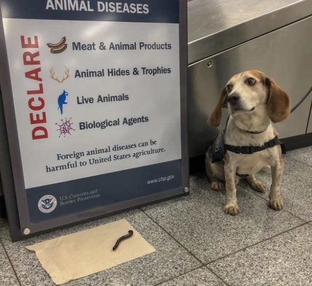 Regal Si Anjing Penjaga di Bandara AS yang Menemukan Kaki Seribu (Foto: www.cbp.gov)