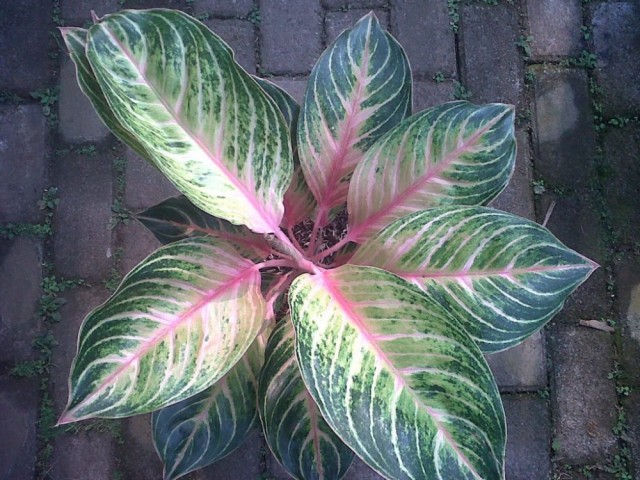 5 Jenis Tanaman Aglaonema Cantik dan Cara Merawatnya (1)