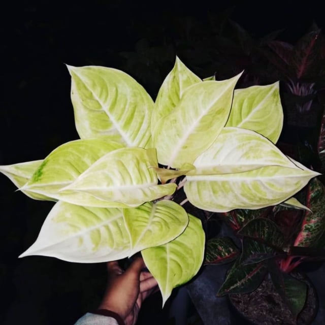 5 Jenis Tanaman Aglaonema Cantik dan Cara Merawatnya (3)