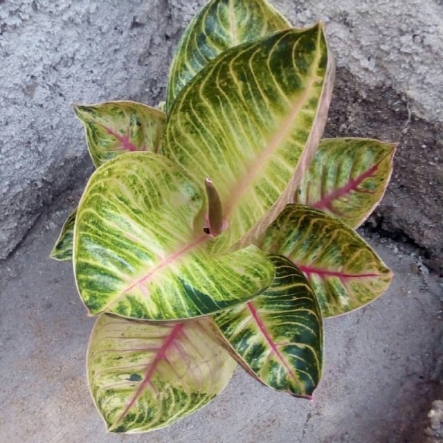 5 Jenis Tanaman Aglaonema Cantik dan Cara Merawatnya (4)