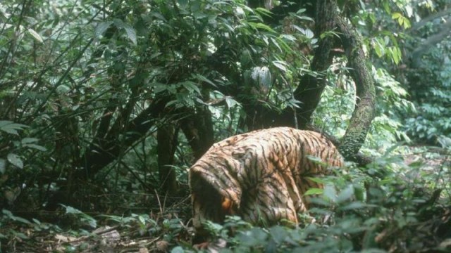Peneliti memakai kostum dengan motif kulit harimau. (Foto: Dok. Adriano R. Lameira)