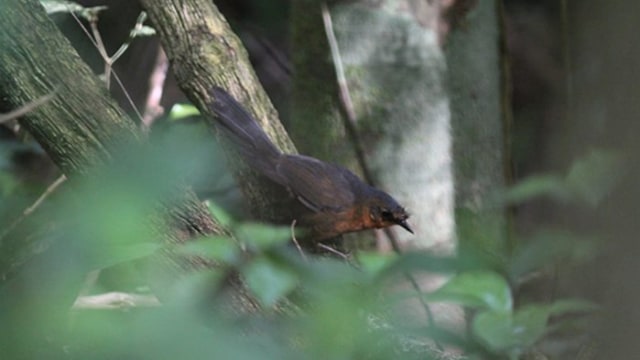Stresemann’s Bristlefront, salah satu burung paling langka di dunia. (Foto: Ciro Albano/American Bird Conservancy)