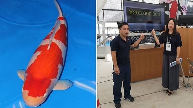 S Legend, Ikan Koi Termahal Seharga Rp 27 Miliar