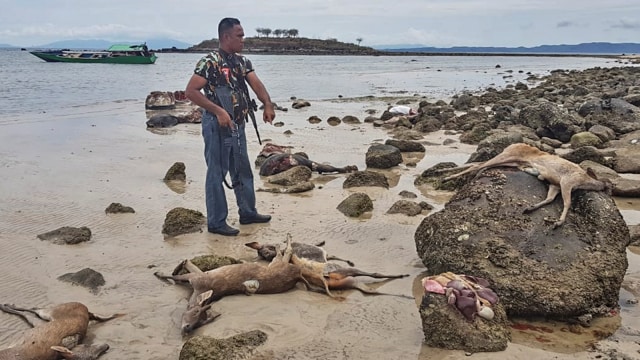 Petugas mengamankan rusa yang sudah mati dan dipotong-potong hasil perburuan ilegal yang berhasil diamankan di pantai So Toro Wamba Desa Poja, Kabupaten Bima, NTB. (Foto: ANTARA FOTO/HO-Penerangan Korem 162 Wira Bhakti)