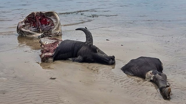 Petugas mengamankan rusa yang sudah mati dan dipotong-potong hasil perburuan ilegal yang berhasil diamankan di pantai So Toro Wamba Desa Poja, Kabupaten Bima, NTB. (Foto: ANTARA FOTO/HO-Penerangan Korem 162 Wira Bhakti)