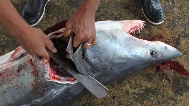 Nelayan memotong ikan hiu hasil tangkapannya di Pelabuhan Ikan Samudera Kendari, Sulawesi Tenggara, Minggu (30/12/2018). (Foto: ANTARA FOTO/Jojon)