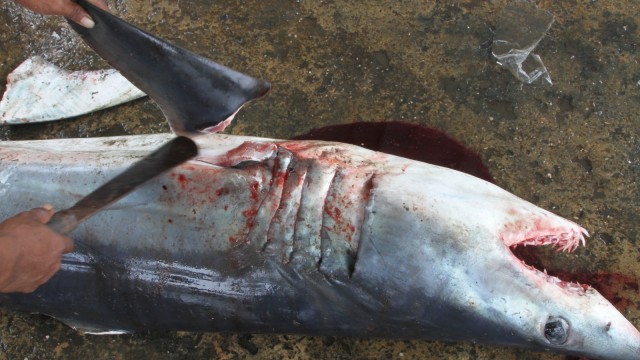 Nelayan memotong ikan hiu hasil tangkapannya di Pelabuhan Ikan Samudera Kendari, Sulawesi Tenggara, Minggu (30/12/2018). (Foto: ANTARA FOTO/Jojon)