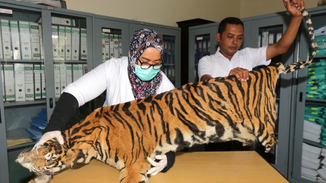 Barang bukti kulit harimau sumatra (Panthera tigris sumatrae) dijemur seusai dilakukan identifikasi lanjutan oleh dokter hewan Balai Konservasi Sumber Daya Alam (BKSDA) Aceh. (Foto: ANTARA FOTO/Irwansyah Putra)