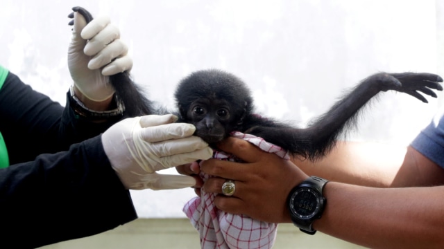 Dokter hewan dan petugas Balai Konservasi Sumber Daya Alam (BKSDA) Aceh memeriksa kondisi kesehatan bayi Siamang (Symphalangus syndactylus). (Foto: ANTARA FOTO/Irwansyah Putra)