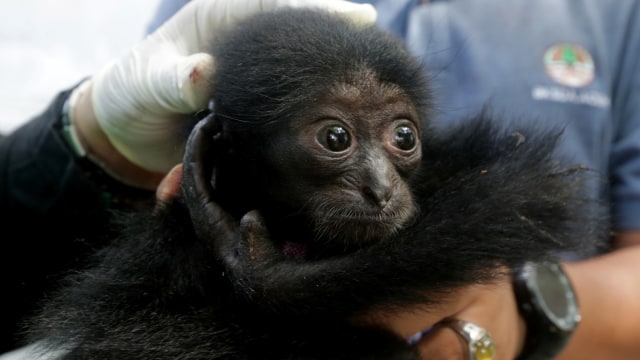 Dokter hewan dan petugas Balai Konservasi Sumber Daya Alam (BKSDA) Aceh memeriksa kondisi kesehatan bayi Siamang (Symphalangus syndactylus). (Foto: ANTARA FOTO/Irwansyah Putra)