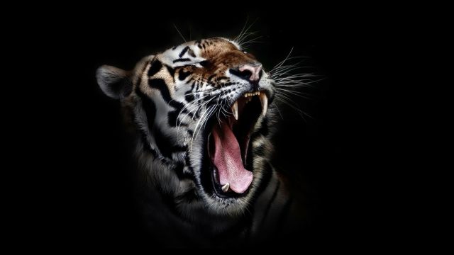 Seekor Anak Harimau Sumatera Mati di TMSBK Bukittinggi 