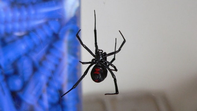 Laba-laba black widow. (Foto: Skeeze via Pixabay)