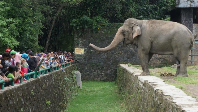 Sejumlah pengunjung melihat satwa yang ada di Kebun Binatang Ragunan, Jakarta, Selasa, (1/1/19). Foto: Irfan Adi Saputra/kumparan