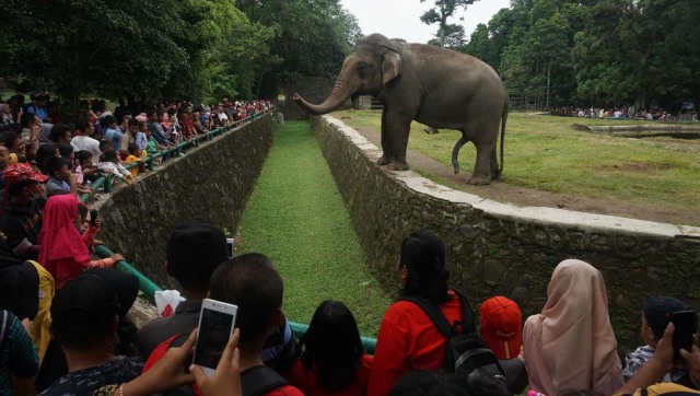 Sejumlah pengunjung melihat satwa yang ada di Kebun Binatang Ragunan, Jakarta, Selasa, (1/1/19). (Foto: Irfan Adi Saputra/kumparan)