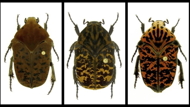 Tiga kumbang yang diberi nama dari naga 'Game of Thrones'. (Foto: Brett Ratcliffe/AP)
